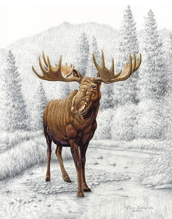 Big Game by Riley Blake Designs 2022 - P12975 - Big Game Moose Pencil Painting Panel (36" x 43")